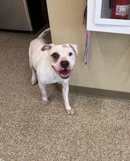 An adult large-sized male American Bulldog dog named Ace for adoption in Clyde, NC