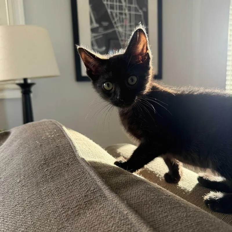 A baby small-sized male Black Domestic Short Hair cat named Brandon for adoption in Spokane, WA