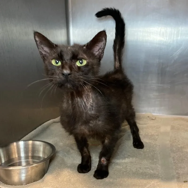 An adult medium-sized male Domestic Short Hair cat named Jean Luc Picard for adoption in Roanoke, VA