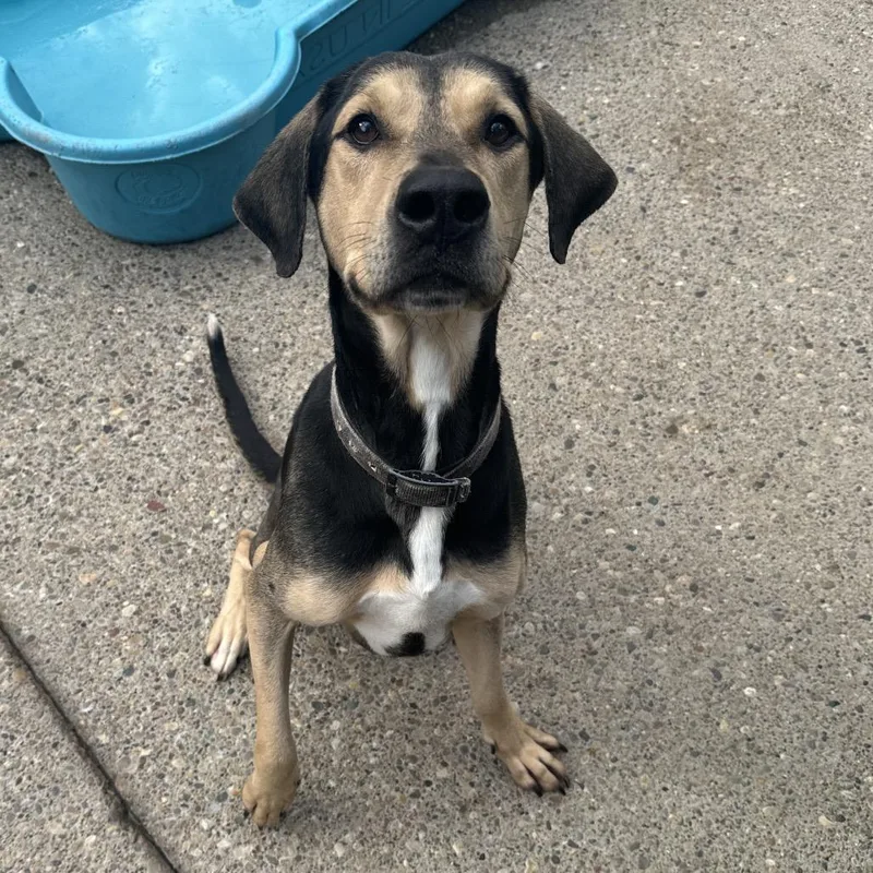 An adult large-sized male Black Mixed Breed dog named Odie for adoption in Charleston, WV