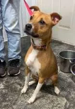 A young medium-sized female Golden Boxer dog named Georgie for adoption in Scottsburg, IN