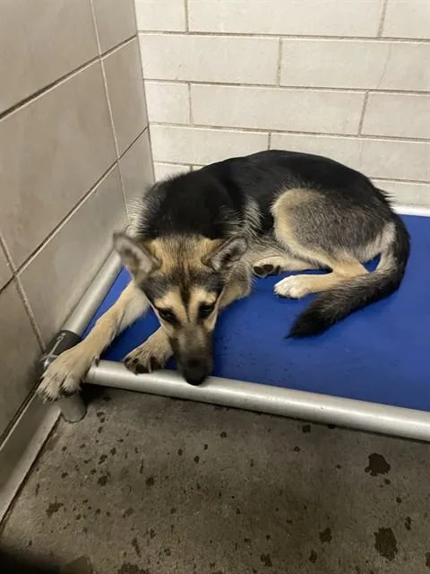 A young medium-sized female German Shepherd Dog dog named Turanga for adoption in Stockton, CA
