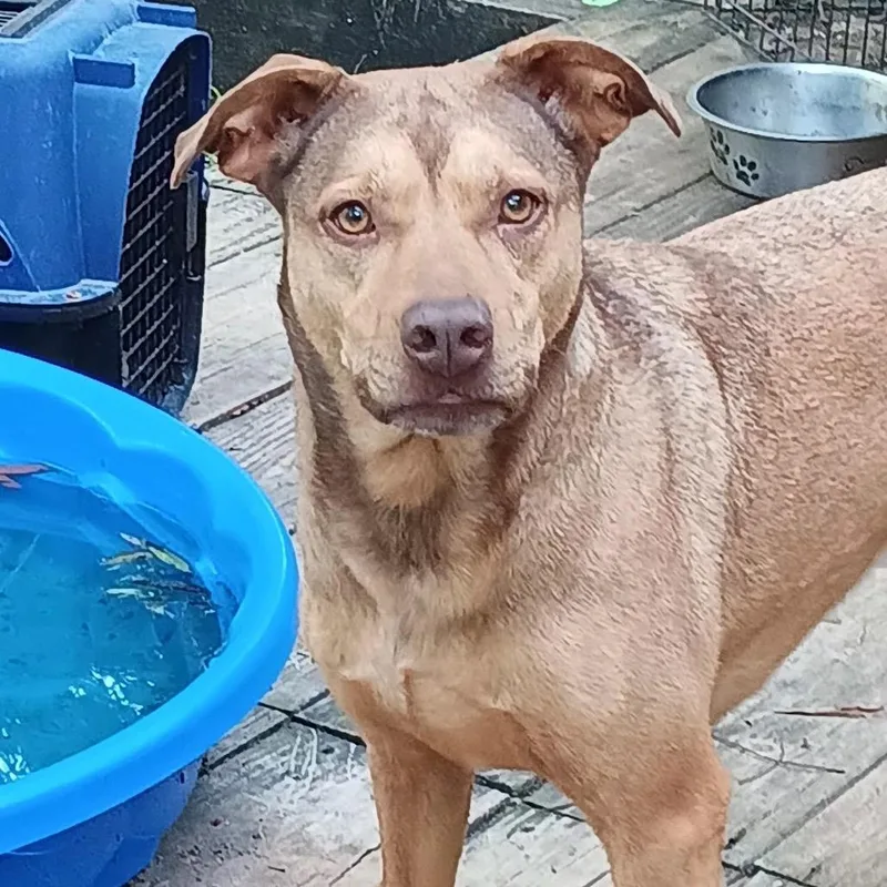 An adult medium-sized female Brown / Chocolate Pit Bull Terrier dog named Star for adoption in Dallas, TX