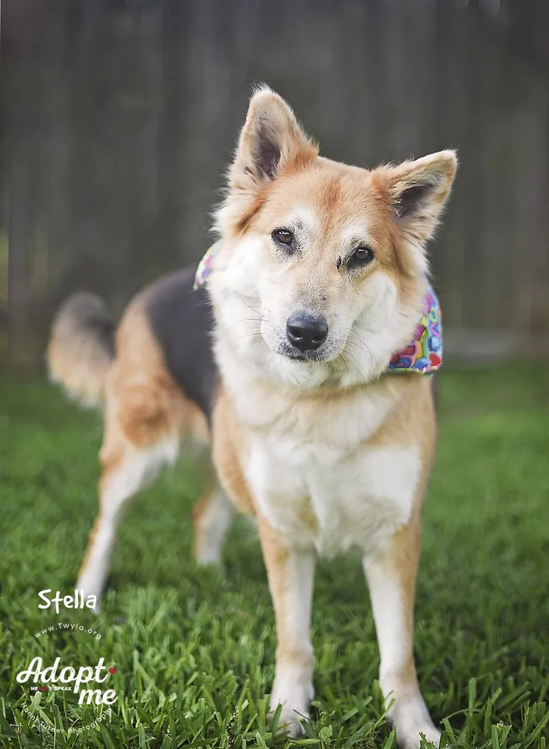 An adult large-sized female Black German Shepherd Dog dog named Stella for adoption in Kingwood, TX