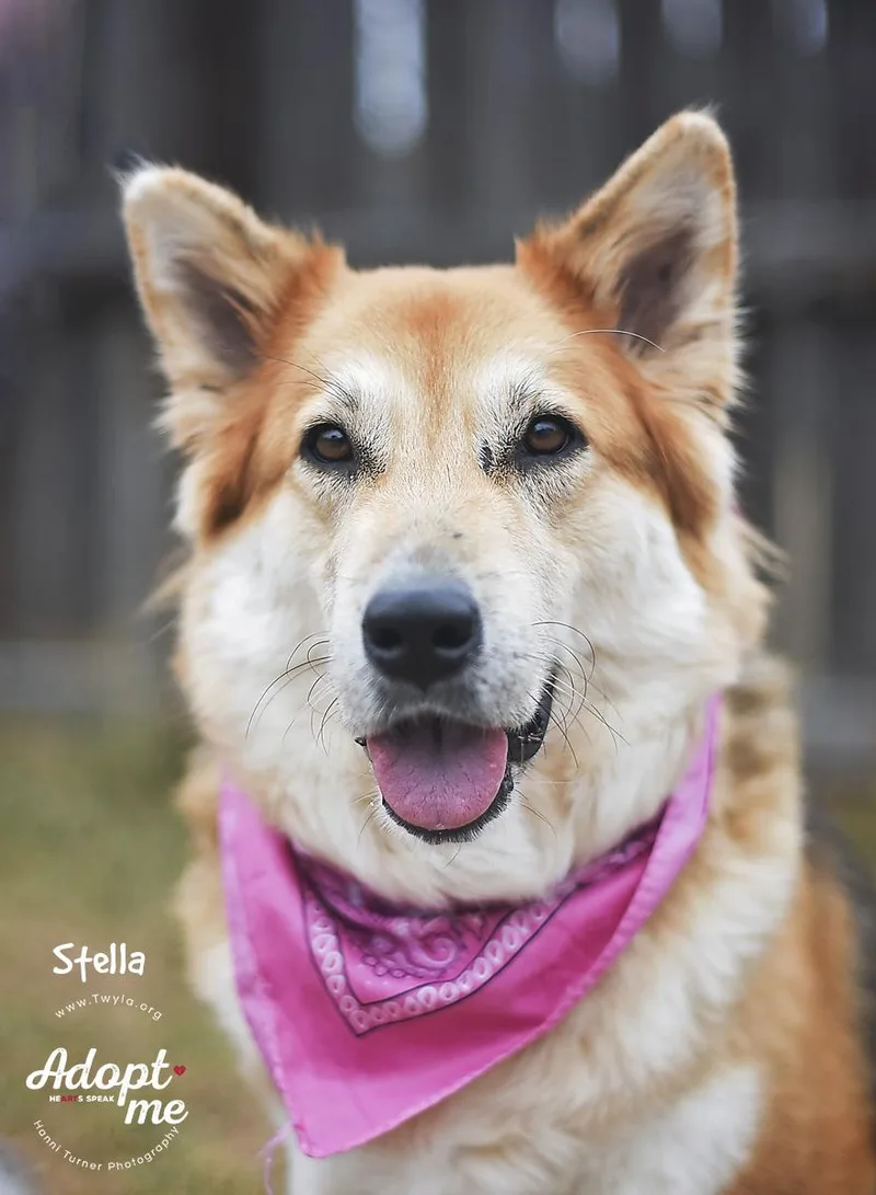 Stella thumbnail 3
