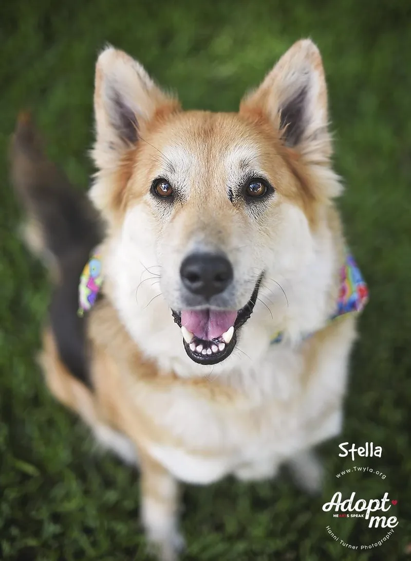 Stella thumbnail 5