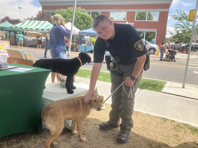 A young medium-sized male Corgi dog named Oliver for adoption in St. Anthony, ID