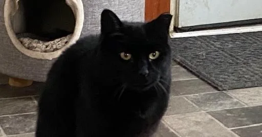 Midnight I thumbnail 2