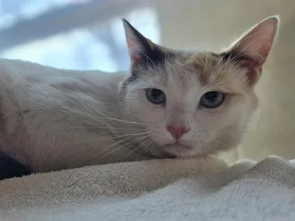 A young medium-sized female Domestic Short Hair cat named Peep for adoption in Westland, MI
