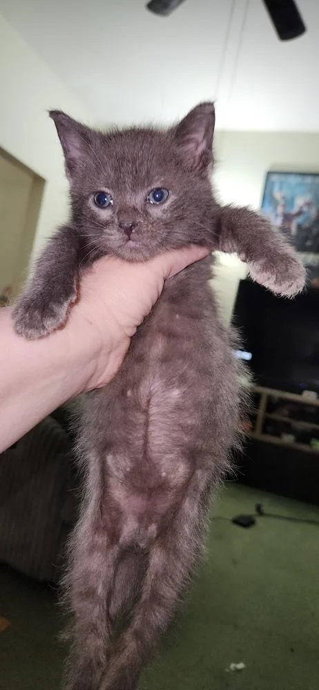 A baby small-sized male Domestic Short Hair cat named Finn for adoption in Chicago, IL