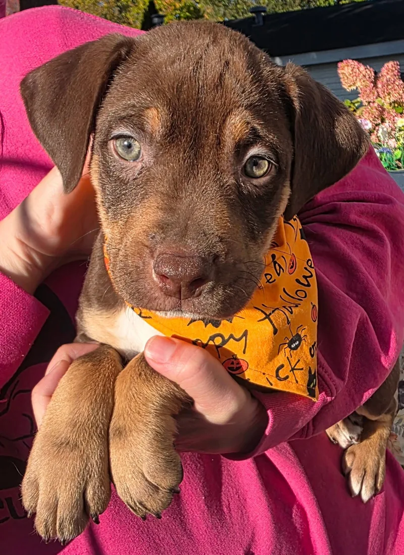 A baby large-sized male Pit Bull Terrier dog named Danny for adoption in Oxford, MI