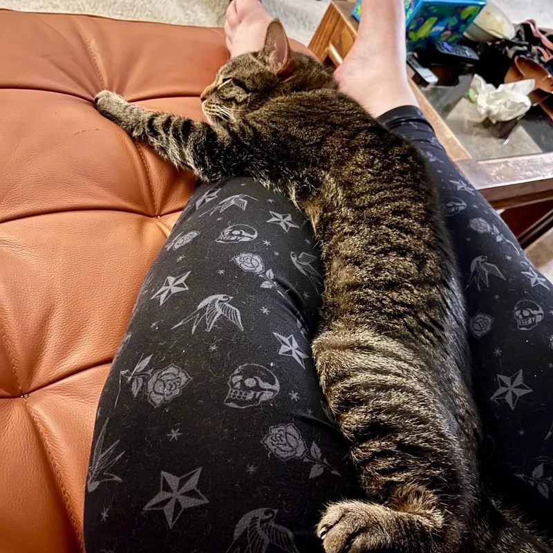 An adult medium-sized male Tabby (Buff / Tan / Fawn) Domestic Short Hair cat named Mac for adoption in Royal Oak, MI