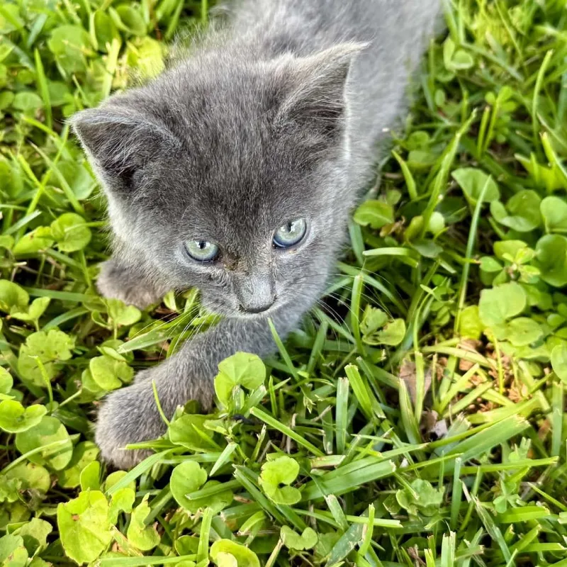 Cat Stevens thumbnail 2