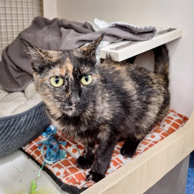 An adult small-sized female Tortoiseshell Domestic Short Hair cat named Merri for adoption in St. Paul, MN