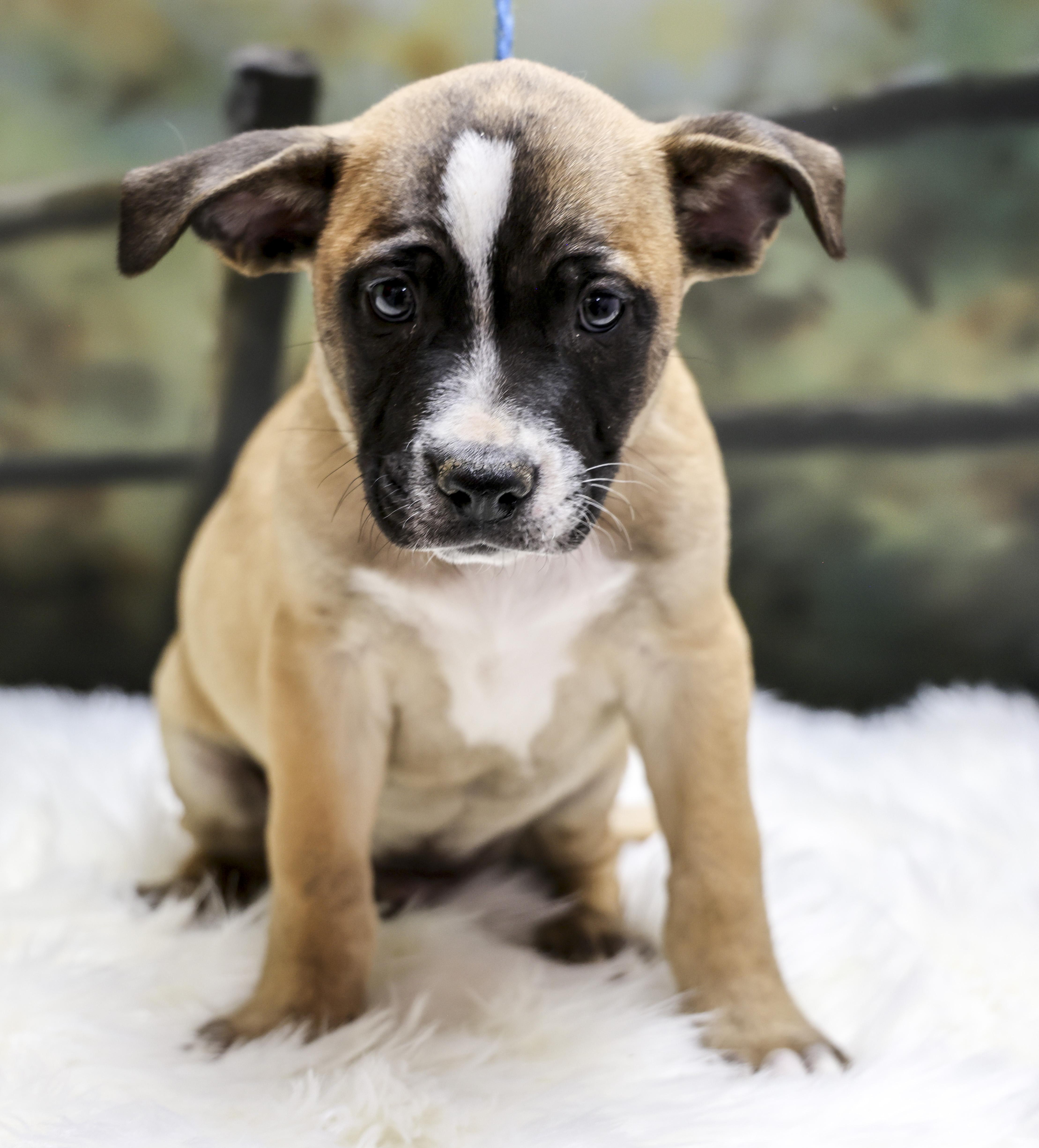 The Heeler Puppies  thumbnail 2