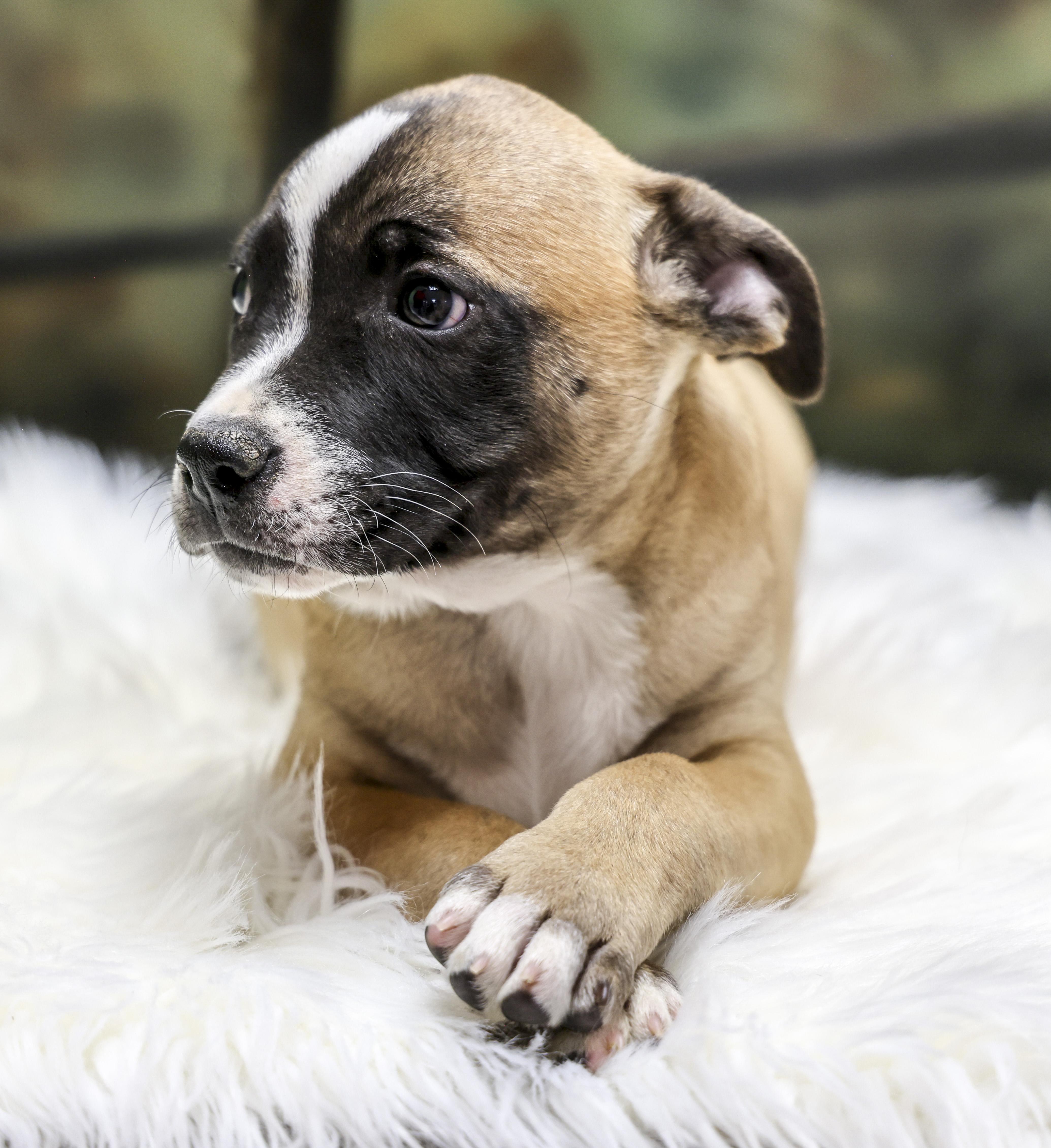 A baby medium-sized male White / Cream Australian Cattle Dog / Blue Heeler dog named The Heeler Puppies for adoption in Casa Grande, AZ