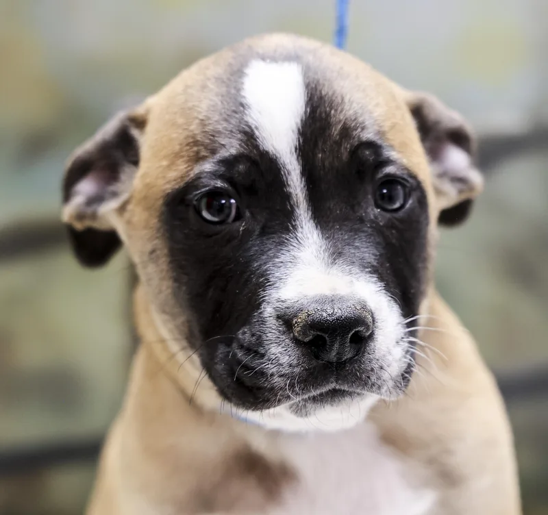 The Heeler Puppies  thumbnail 3