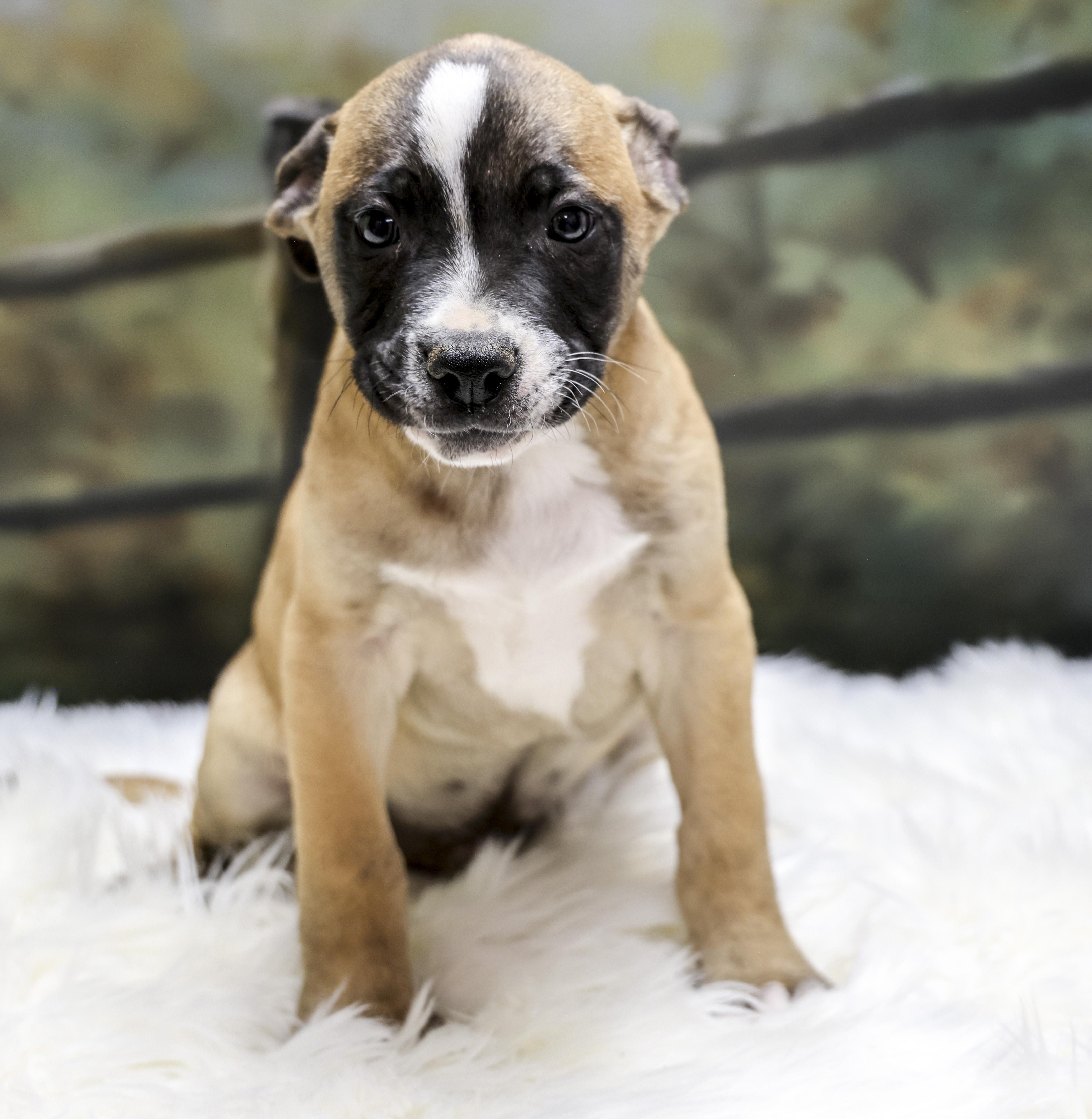 The Heeler Puppies  thumbnail 4