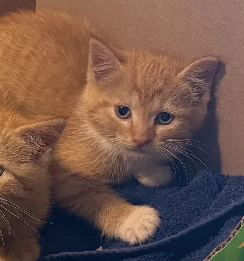 A baby small-sized male Orange & White Domestic Short Hair cat named Osborn for adoption in Williamsville, NY