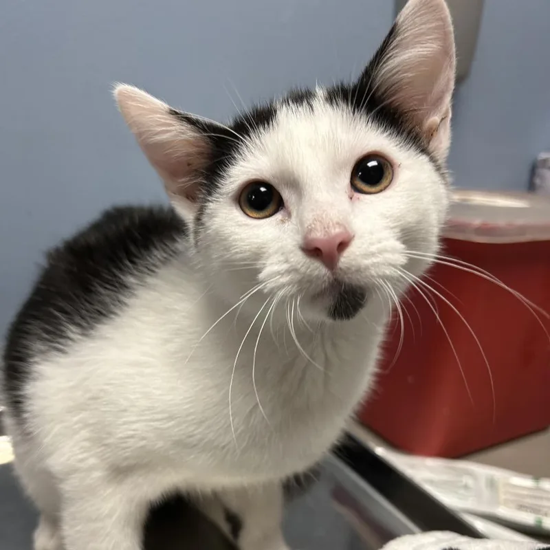 A baby small-sized male White Domestic Short Hair cat named Snow for adoption in St Joseph, MO