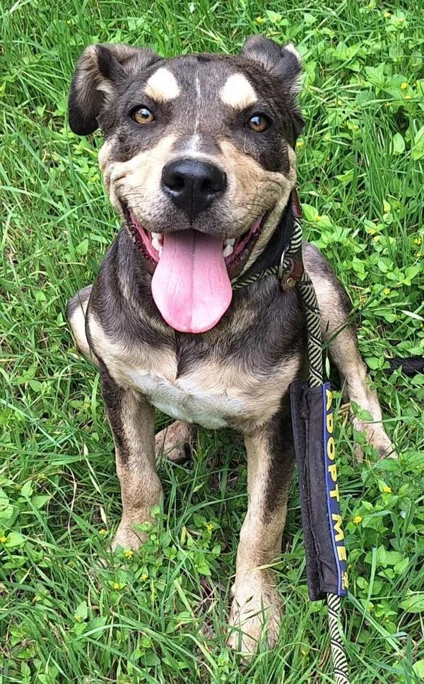 A young medium-sized female Catahoula Leopard Dog dog named Scarlett O'hara for adoption in Stratham, NH