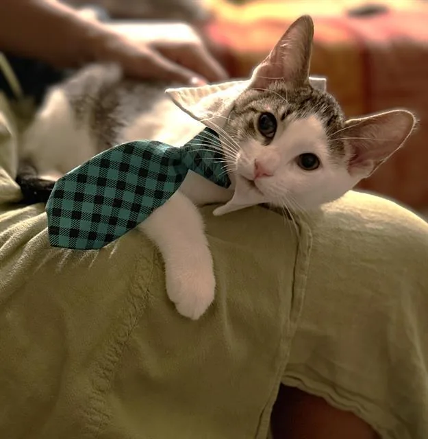 A baby small-sized male Domestic Short Hair cat named Anthony for adoption in Sacramento, CA