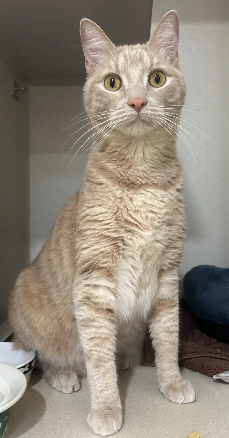 An adult medium-sized male Tabby (Orange / Red) Tabby cat named Casper for adoption in Manitou Springs, CO