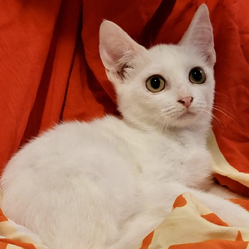 A baby medium-sized female Domestic Short Hair cat named Macchiatodog friendly for adoption in Austin, TX