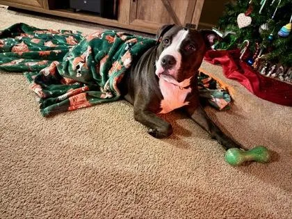 An adult large-sized male Pit Bull Terrier dog named MidKnight for adoption in Atlanta, GA