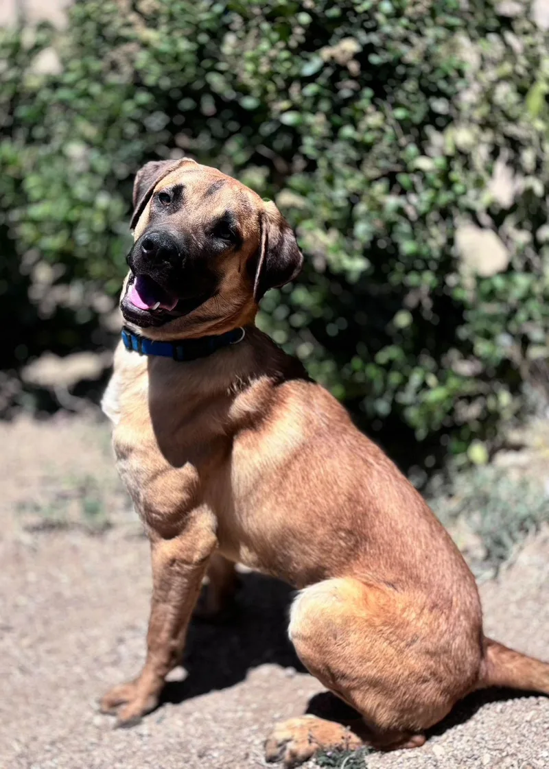 A young large-sized male Apricot / Beige Mastiff dog named Tiger for adoption in Naperville, IL