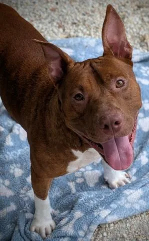 An adult large-sized male Mixed Breed dog named Attila The Hunny Bear for adoption in Pensacola, FL