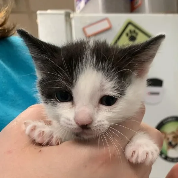 A young small-sized female Domestic Short Hair cat named Whizz for adoption in Salisbury, MD
