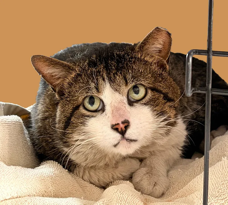 A young medium-sized male Tabby (Buff / Tan / Fawn) Tabby cat named Pabst for adoption in Brooklyn, NY