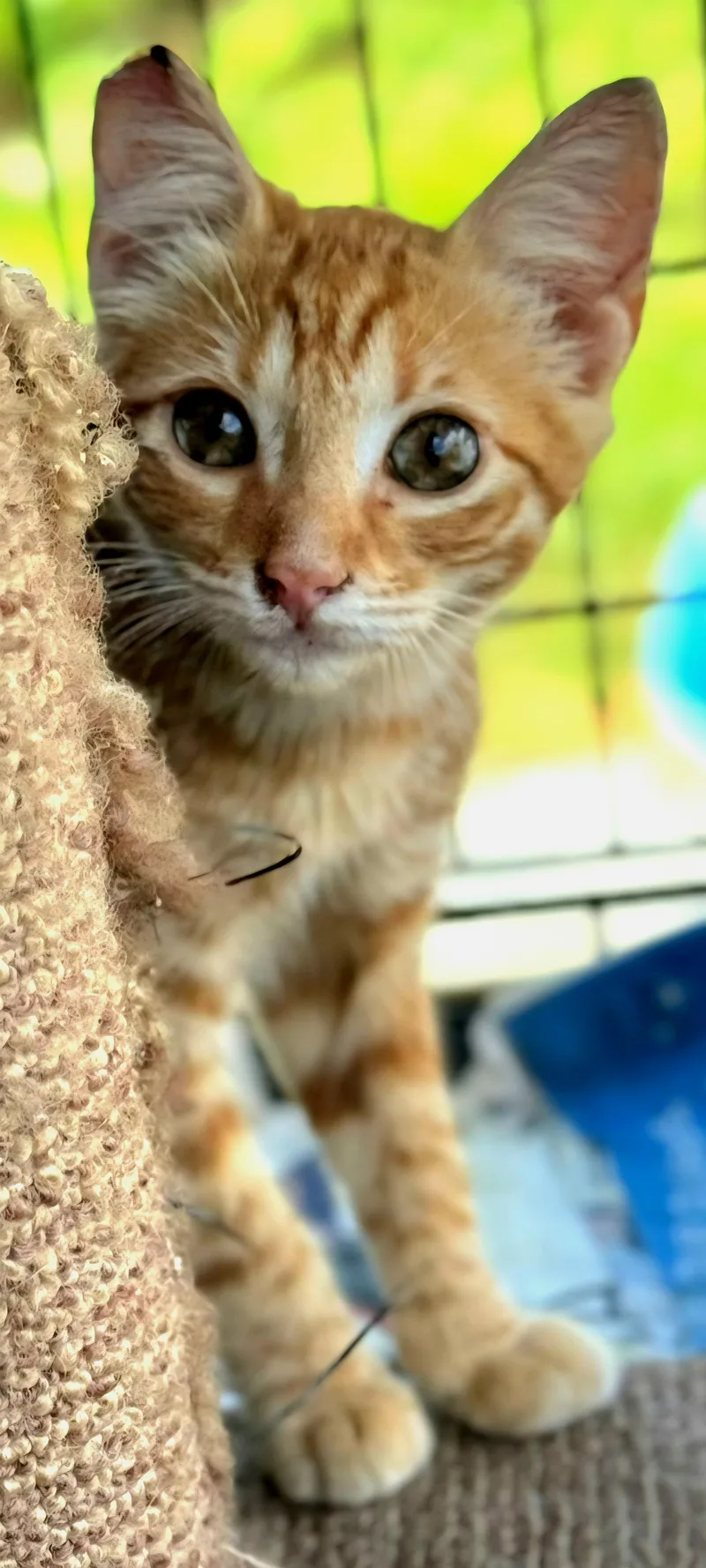 Molly Lee "i See thumbnail 2