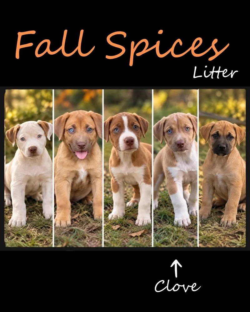 A baby medium-sized female Pit Bull Terrier dog named Clove for adoption in Avon, CT