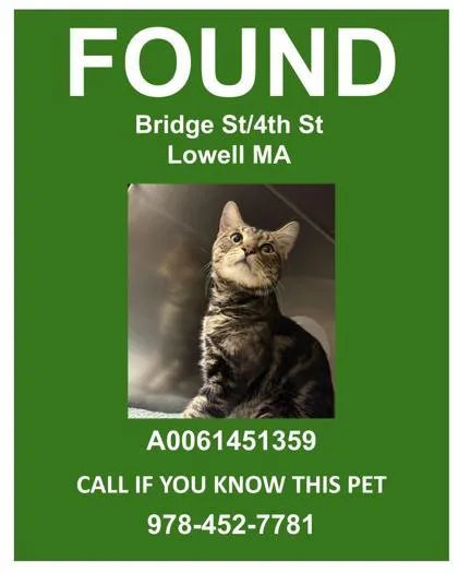 An adult medium-sized male Domestic Short Hair cat named Manny for adoption in Lowell, MA