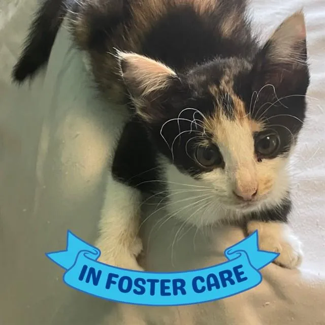A baby small-sized female Domestic Short Hair cat named Ruby for adoption in Tallahassee, FL