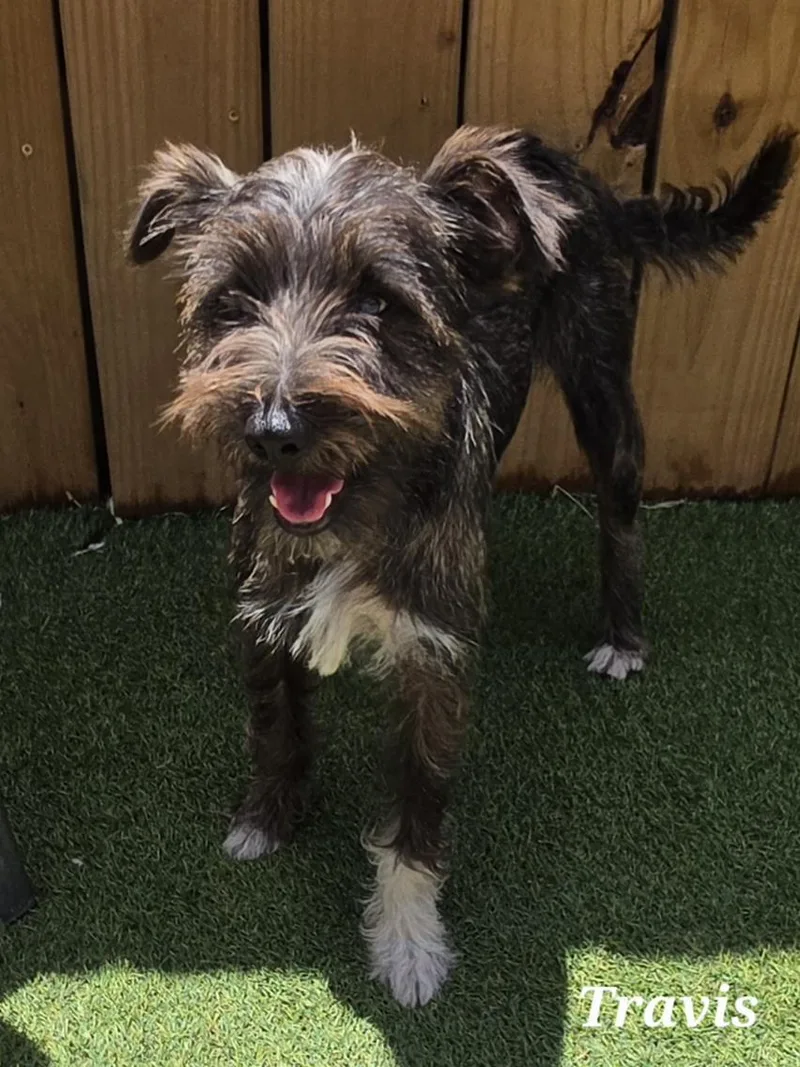 A young small-sized male Brindle Miniature Schnauzer dog named Travis for adoption in Edinburg, TX