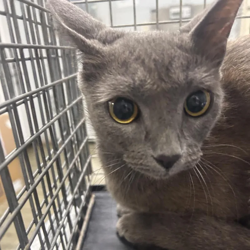 A young medium-sized female Domestic Short Hair cat named Tooddatot for adoption in Summerville, SC