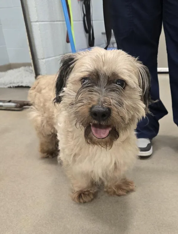 An adult medium-sized male Wheaten Terrier dog named Duke for adoption in Millersville, MD