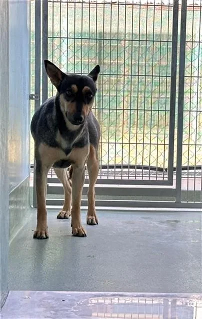 A young large-sized female Doberman Pinscher dog named Frida for adoption in Baldwin Park, CA