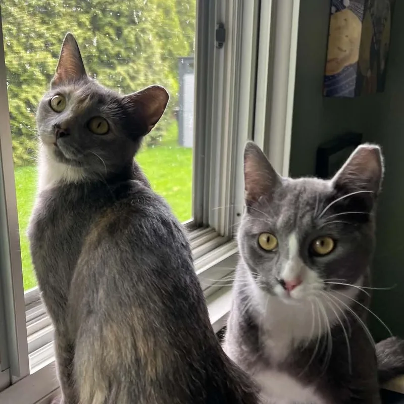 A young small-sized female Gray / Blue / Silver Dilute Calico cat named Judy & Damon  for adoption in Independence, OH