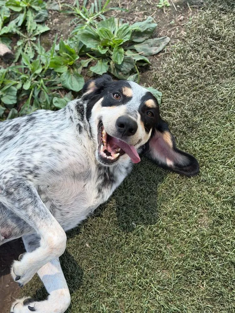 An adult medium-sized female Bluetick Coonhound dog named Birdy for adoption in Bolivar, MO