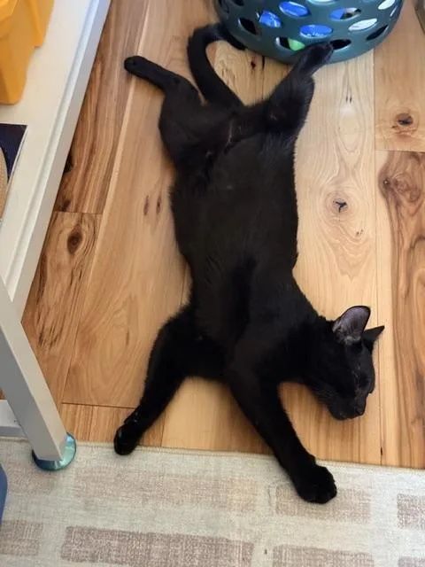 A baby small-sized male Black Domestic Short Hair cat named River for adoption in Plainville, MA