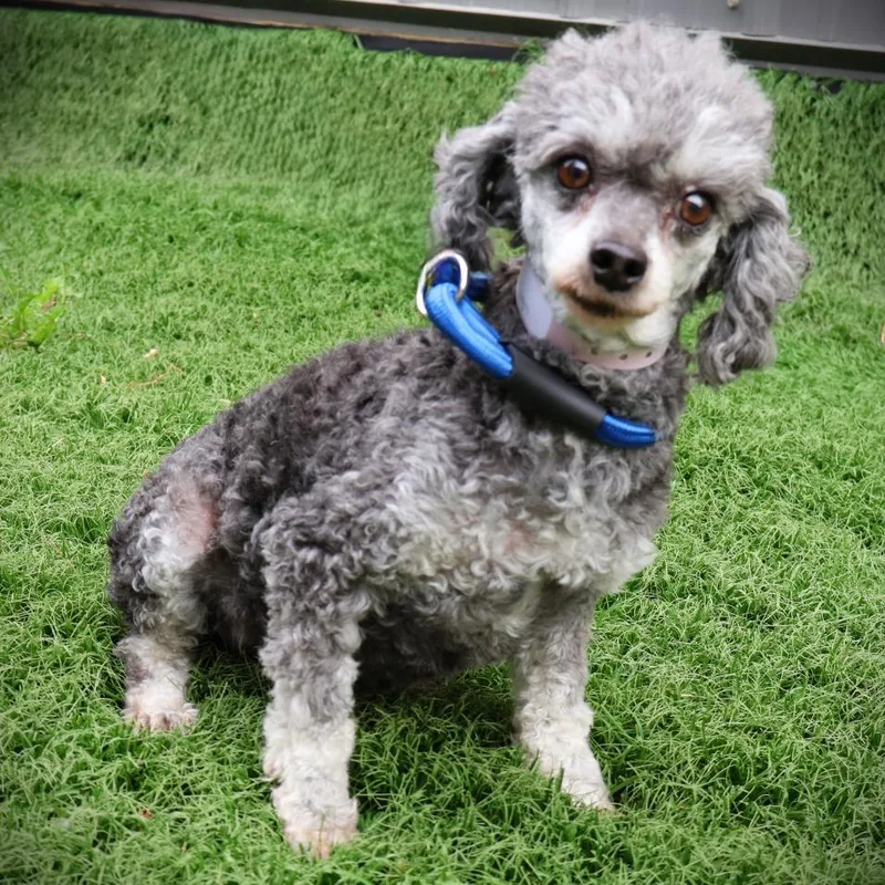 An adult small-sized female Poodle dog named Donna for adoption in Zionsville, IN