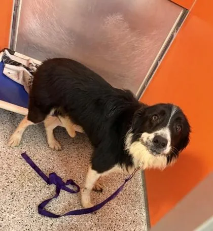 An adult large-sized male Black Mixed Breed dog named Duke for adoption in Kansas City, MO