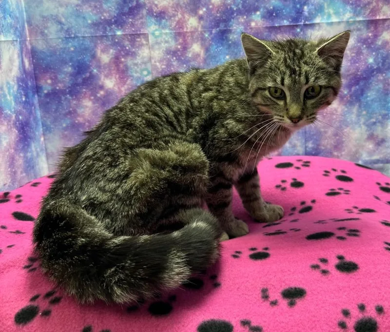 A young medium-sized female Domestic Short Hair cat named Sage for adoption in Washington Court House, OH