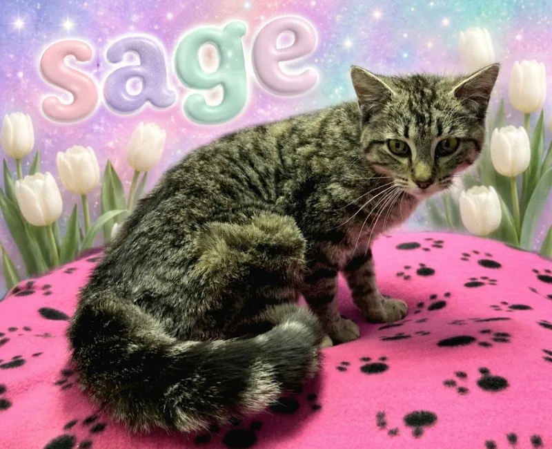 Sage thumbnail 2