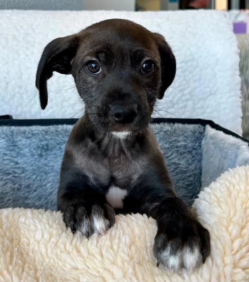 A baby medium-sized male Labrador Retriever dog named Oliver for adoption in Cottonwood, AZ