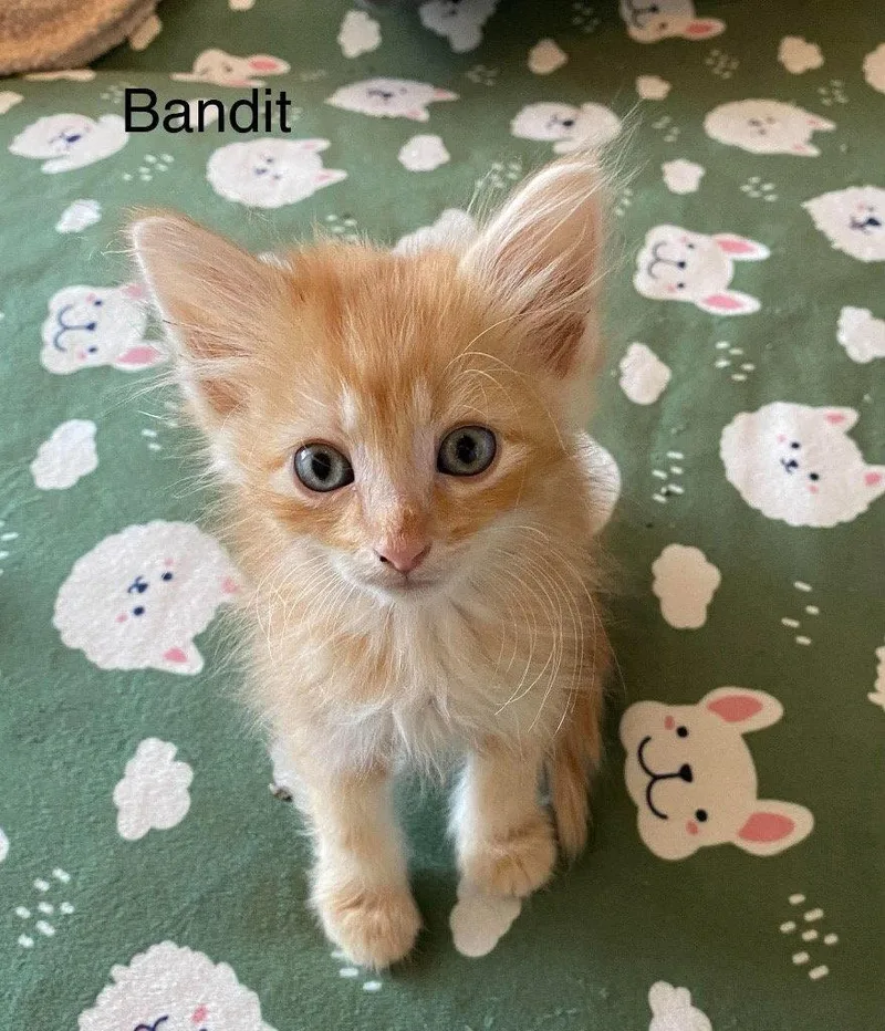 A baby small-sized male Tabby cat named Bandit for adoption in Saint George, UT